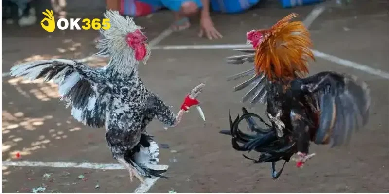 Các loại cựa dao có trong đá gà