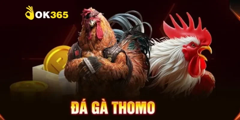 Đá gà Thomo hôm nay - Cập nhật trận đấu đầy kịch tính