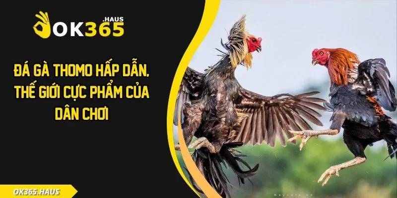 Đá gà thomo