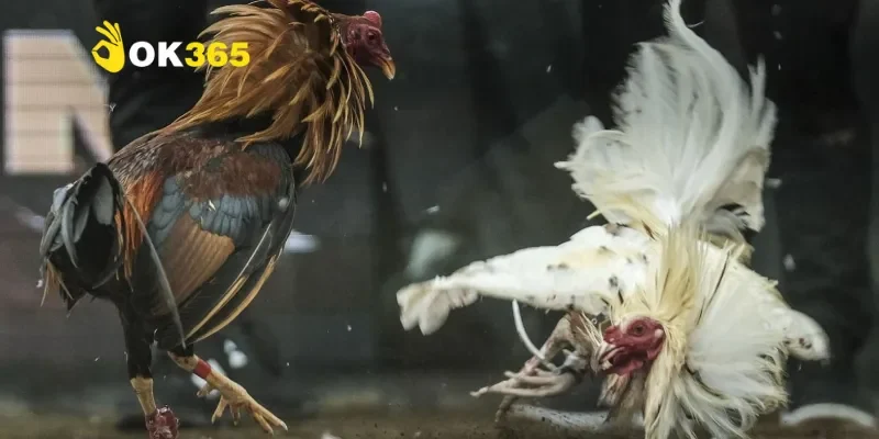 Đá gà Trực Tiếp C1 – Khám phá đấu trường kịch tính và đầy đam mê 2 Tìm hiểu cơ bản về đá gà Trực Tiếp C1