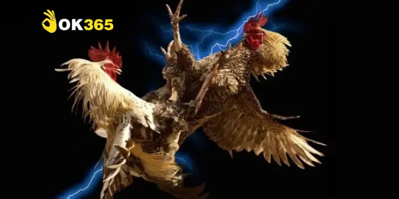 Đá gà Trực Tiếp C1 – Khám phá đấu trường kịch tính và đầy đam mê 3 Vì sao đá gà Trực Tiếp C1 thu hút người chơi?